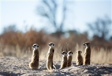 Escena de Planeta hostil: adaptação ou morte