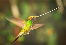 Escena de Planeta Tierra II