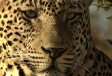 Escena de Predator Land