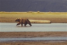 Escena de Protectores de Alaska