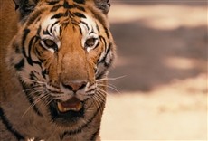 Escena de Proyecto C.A.T.