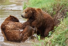 Escena de Proyecto Grizzly