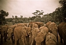 Escena de Proyecto Yao Ming