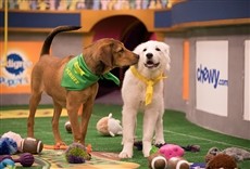 Televisión Puppy Bowl: héroes en adopción