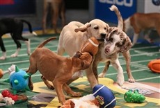 Escena de Puppy Bowl: héroes en adopción