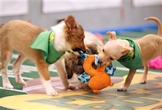Escena de Puppy Bowl: Sus vidas hoy