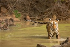 Escena de Rainha tigre de Taru