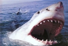 Escena de Regreso del tiburón asesino