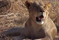 Escena de Reinas feroces