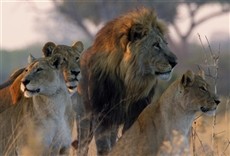 Escena de Reino animal