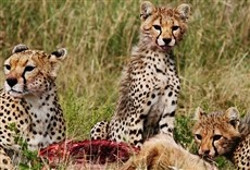 Escena de Reino animal: el poder femenino