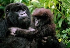 Escena de Reino de los simios