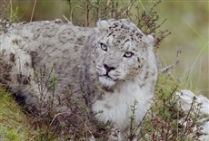 Serie Reino gelado do leopardo-das-neves