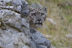 Escena de Reino gelado do leopardo-das-neves