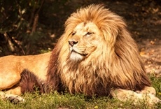 Escena de Reino salvaje