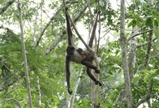 Serie Rescatando al mono araña