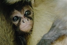 Escena de Rescatando al mono araña