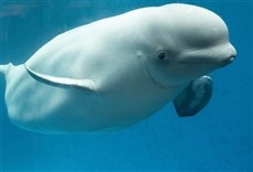 Serie Rescate del bebé beluga
