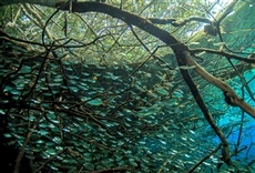 Escena de Río en el Cielo