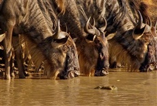 Escena de Ríos de África