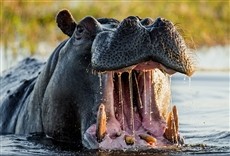 Escena de Rivales de sangre: hipopótamo vs. león