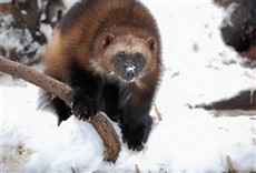 Escena de Rusia salvaje