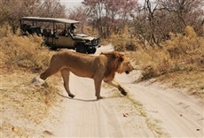 Escena de Safari Brothers