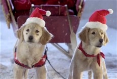 Escena de Navidad con los Buddies