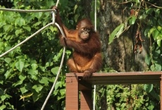 Escena de Santuario de orangutanes