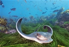 Escena de Santuario marino