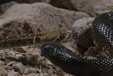 Serie Secretos de la serpiente de cascabel