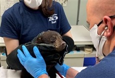 Escena de Secretos veterinarios: Carolina del Norte