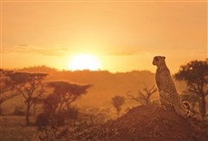 Escena de Serengueti