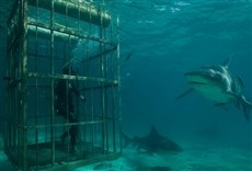 Escena de Shark Gangs