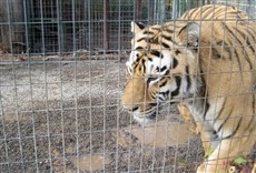 Escena de SOS animal