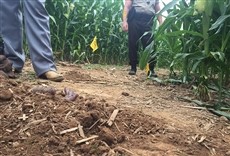 Escena de Sospechoso Perfecto