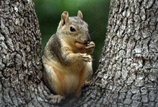 Escena de Super ardilla