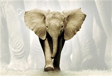 Película Susurros: un cuento de elefantes
