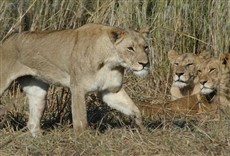 Escena de Swamp Lions