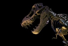 Serie T-Rex: el último sobreviviente