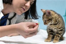 Escena de That's amore