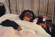 Escena de The Monkey's Uncle