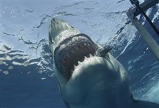 Escena de Tiburón blanco, frente a frente