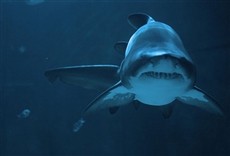 Escena de Tiburón de la selva