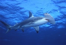 Serie Tiburones martillo: Apetito letal