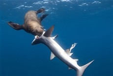 Televisión Tiburones vs. Depredadores