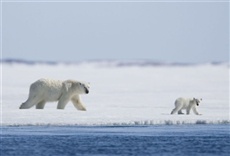 Película Los reyes del Ártico