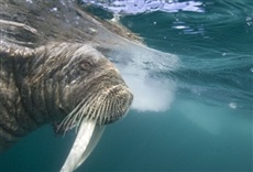 Escena de Los reyes del Ártico