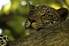 Escena de The Borgias