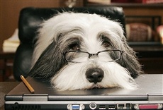 Escena de Cariño estoy hecho un perro